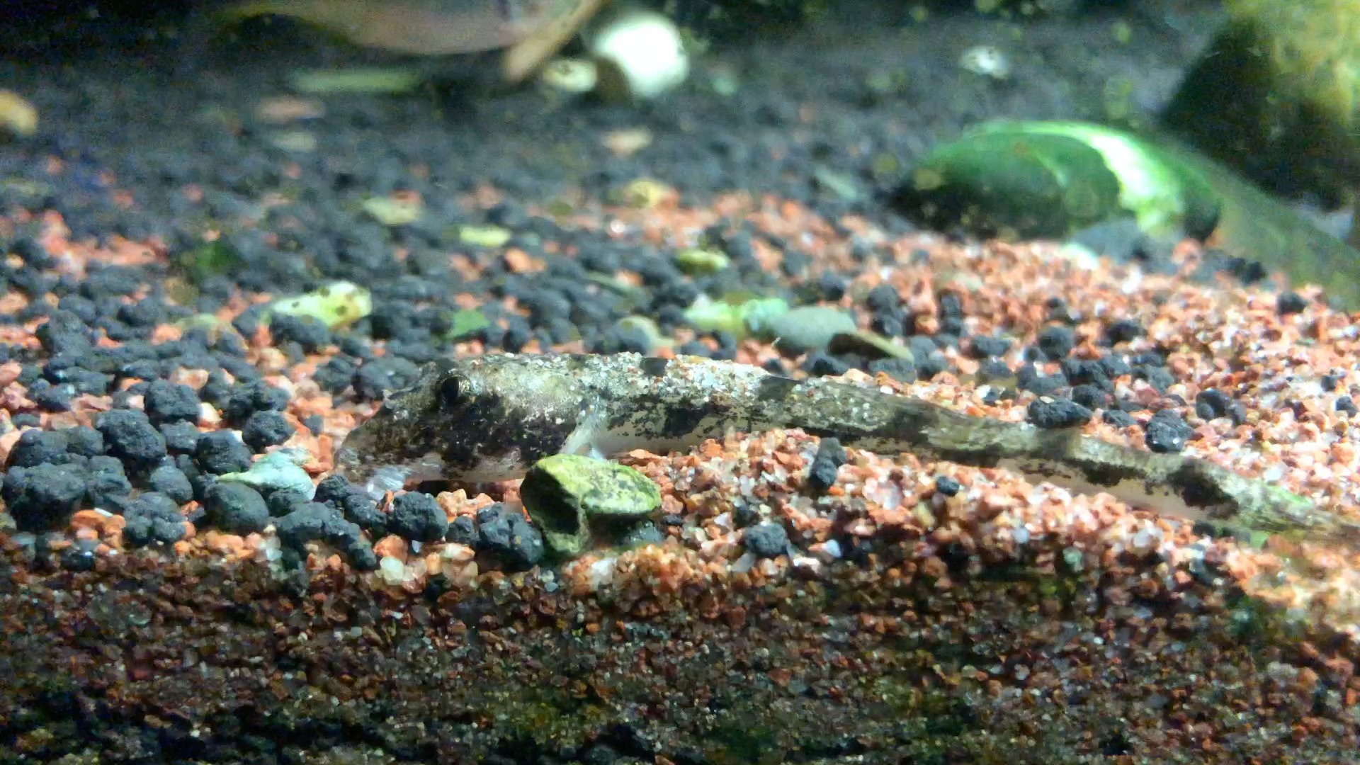 印度蛙眼鳅的日常_哔哩哔哩 (゜-゜)つロ 干杯~-bilibili