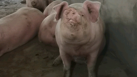 一起学猪叫，一起哼哼哼哼哼