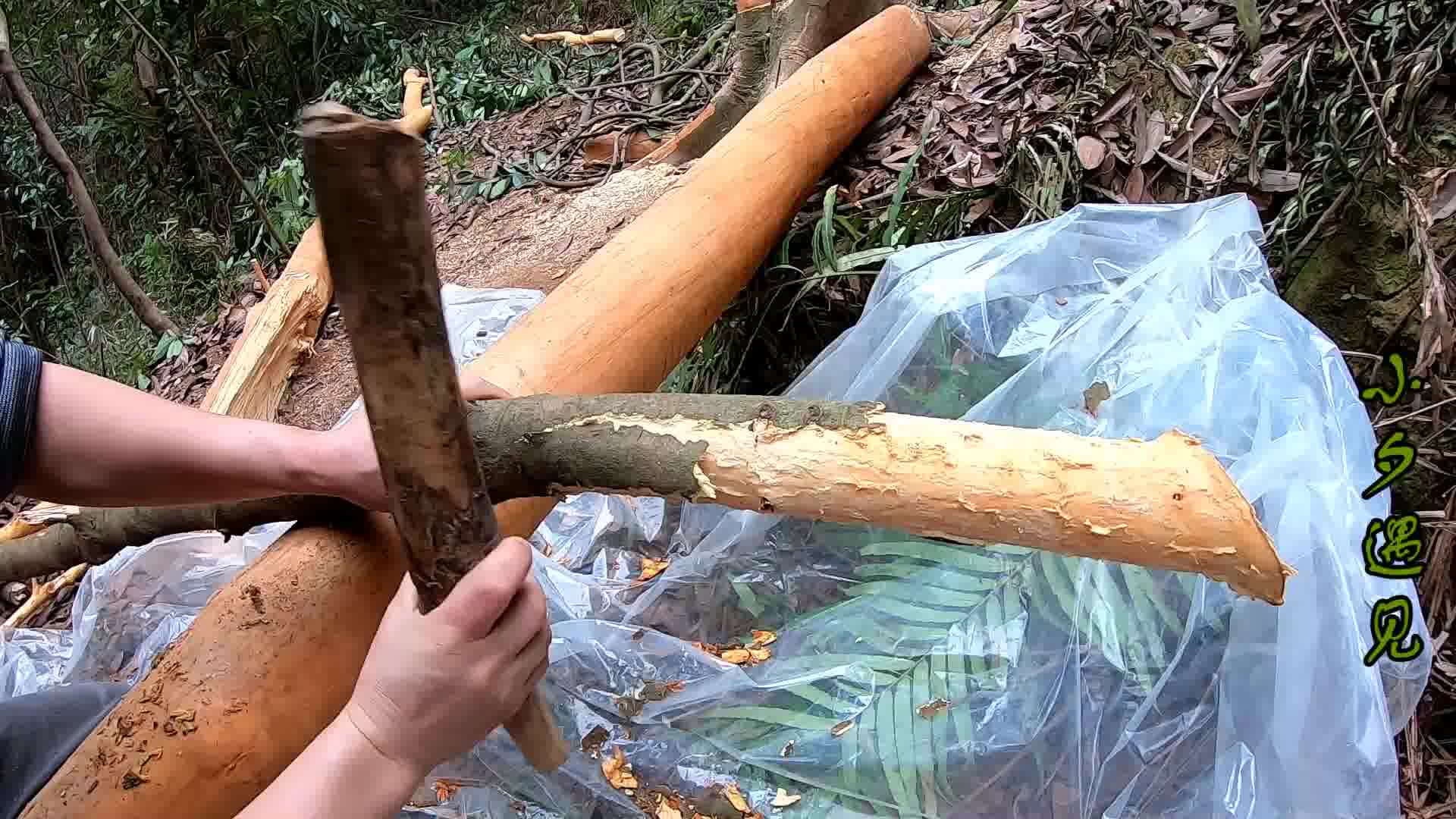 肉桂可做香料,汤料和药材,今天又上山剥取,这种新方法不用砍树