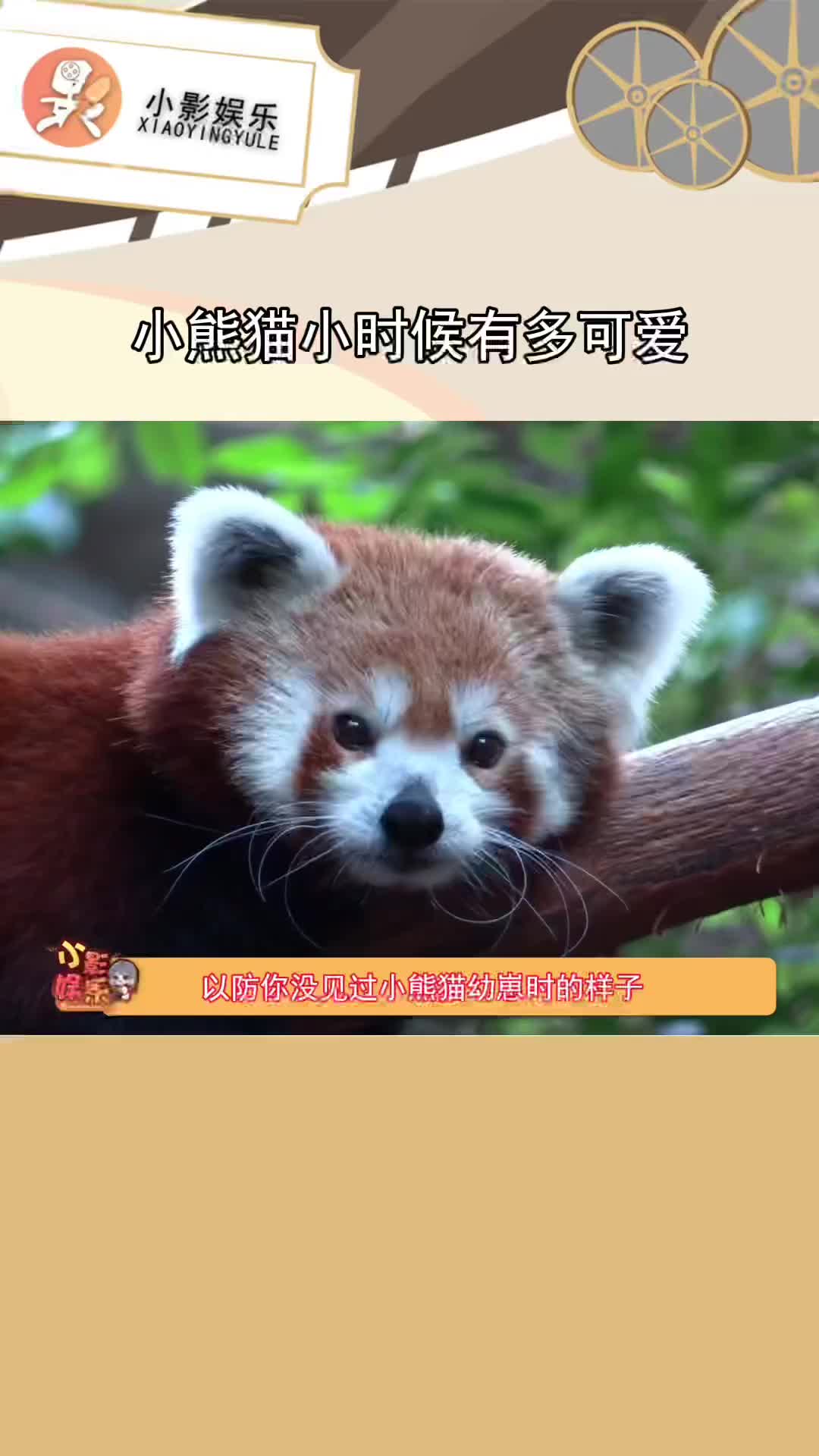 原来小熊猫幼年时有豆豆眼,好像没睡醒一样啊