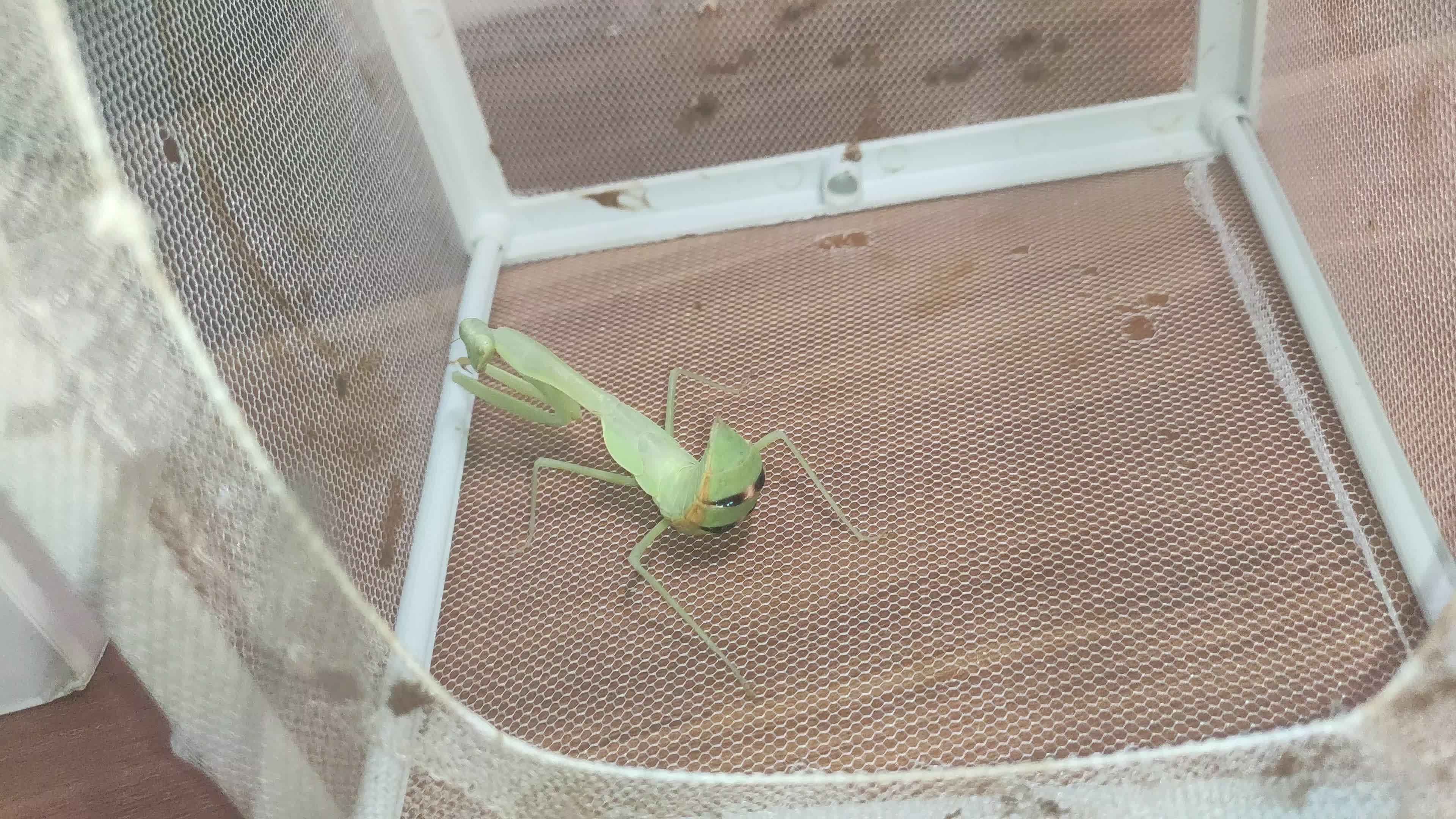 【空中扑食】未知斧螳捕捉某蜻蜓_哔哩哔哩 (゜-゜)つロ 干杯~-bili