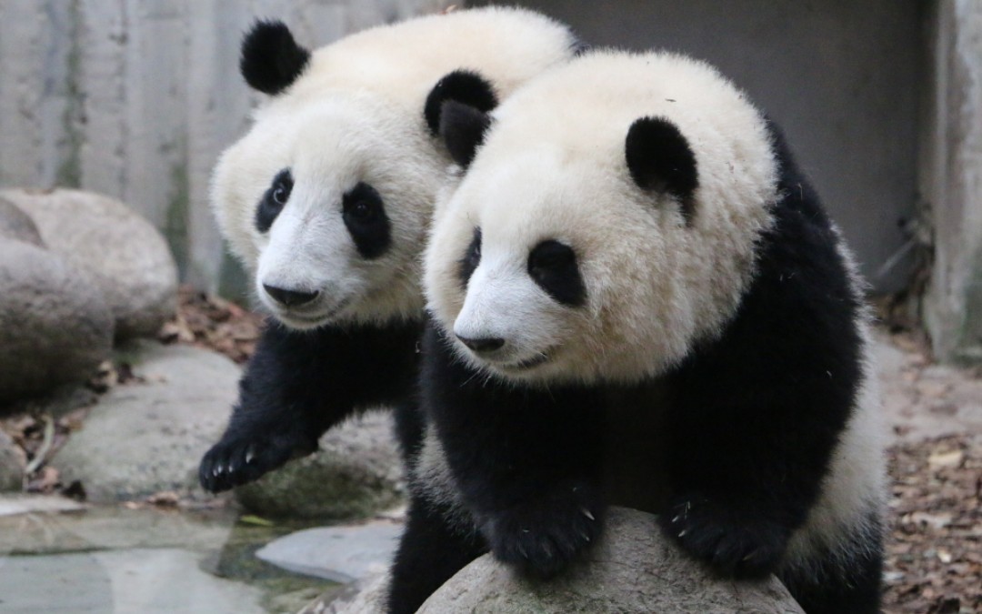 【大熊猫和花,和叶】_哔哩哔哩_bilibili