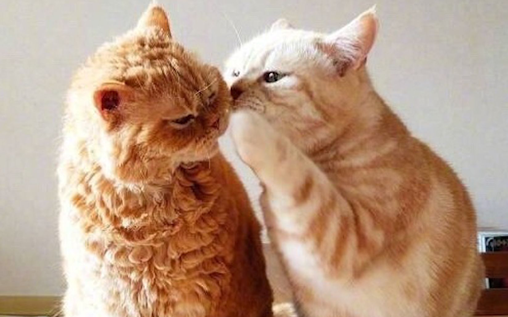 嘿蠢猫悄悄的告诉你你的毛没有我的好看