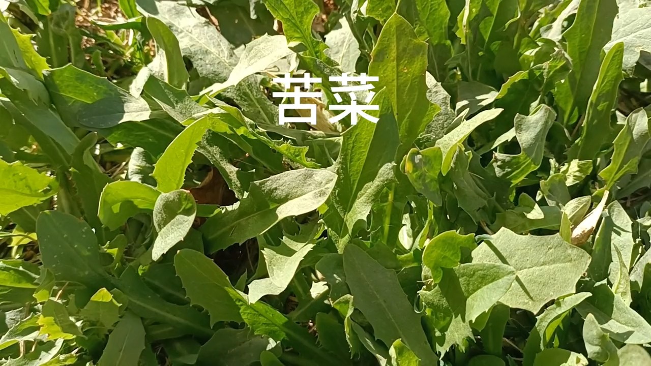 老任说根河74:苦菜哔哩哔哩bilibili