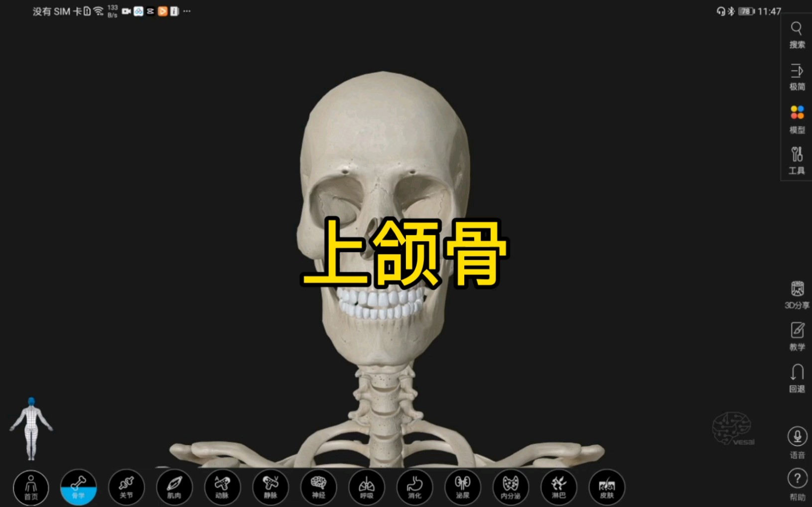 上颌骨的3D解剖哔哩哔哩bilibili