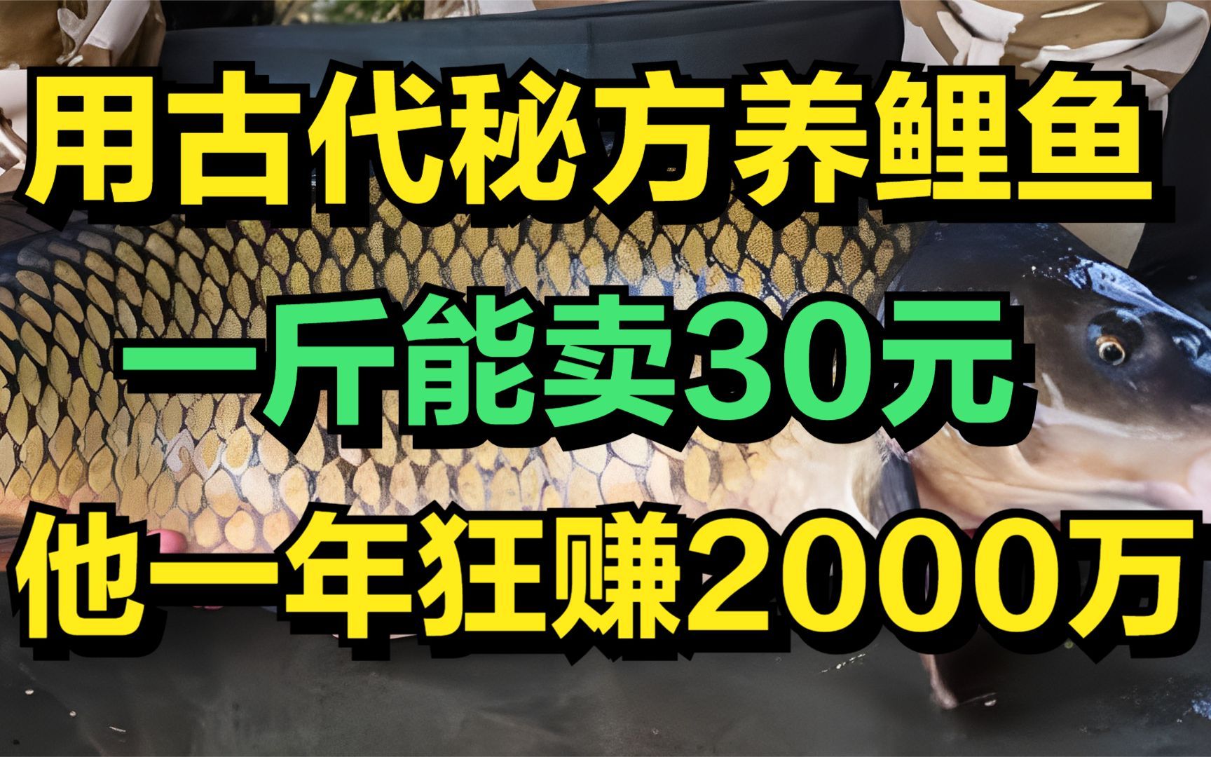 男子改进古代养鱼秘方,养出能卖30一斤的鲤鱼,一年狂赚2000万元哔哩哔哩bilibili