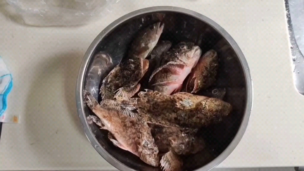 岸钓名贵石崇鱼,可遇不可求,比石九公更名贵更难得