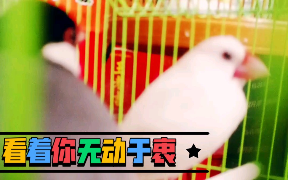 低调的人生哔哩哔哩bilibili