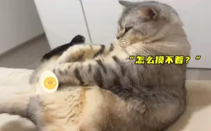 Скачать видео: 猫咪的搞笑是天生的！