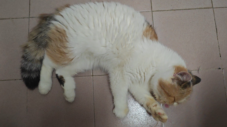 非常爱干净的小猫,来自不停的洗手