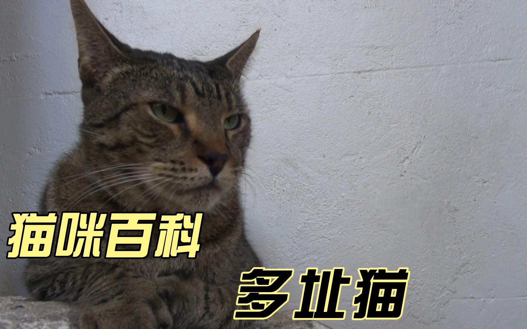 猫咪百科多趾猫哔哩哔哩bilibili