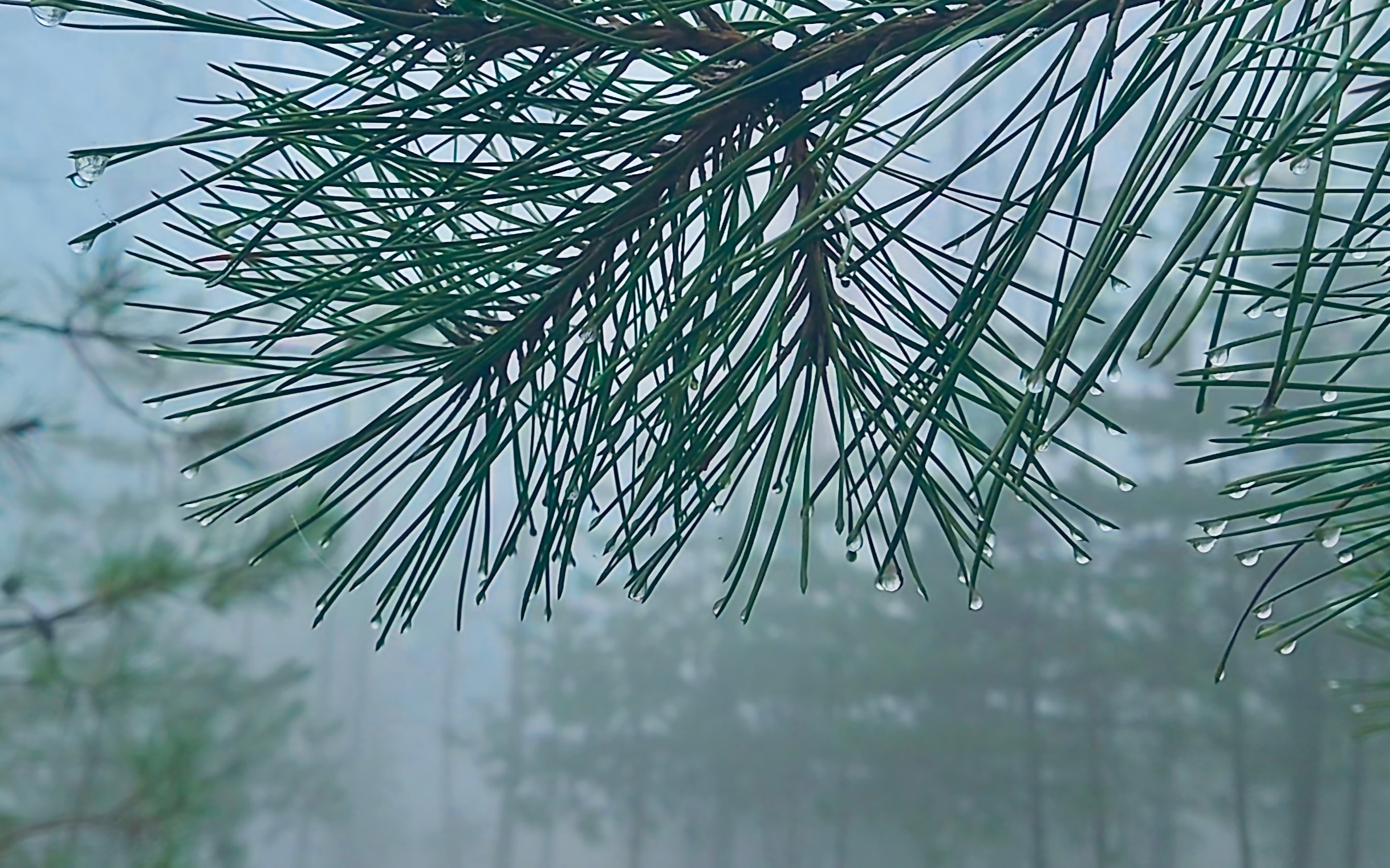 [图]沉浸式采木耳|第一场春雨后上山采花，遇到一丛初生的木耳