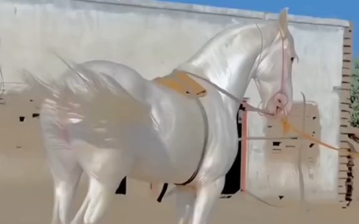 "珍珠白"汗血宝马闪亮登场,"夜照玉狮今犹在,不见当年赵子龙.