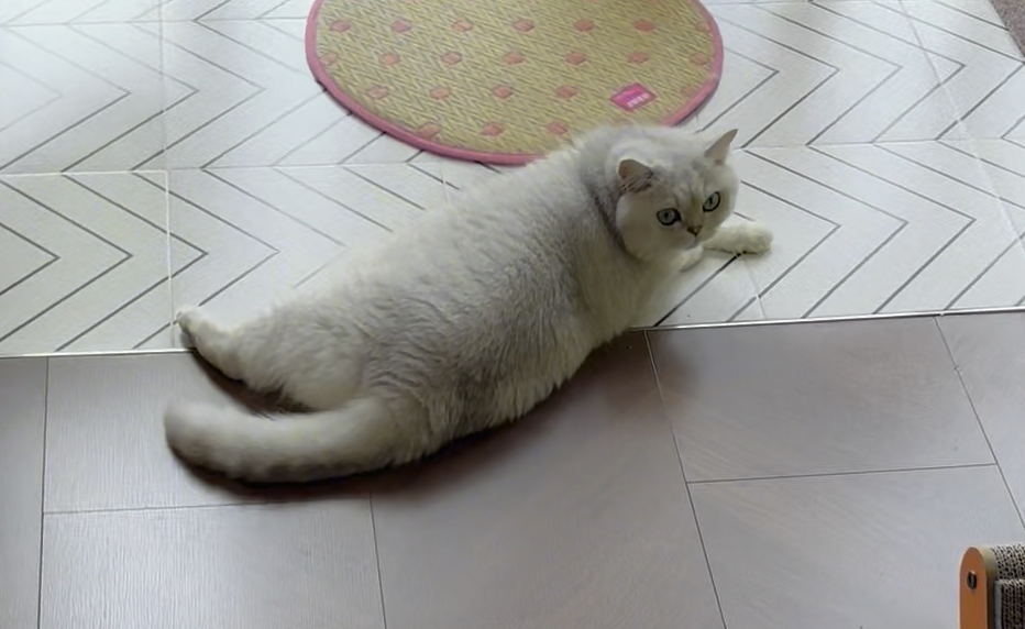 小猫咪脚指头开花啦
