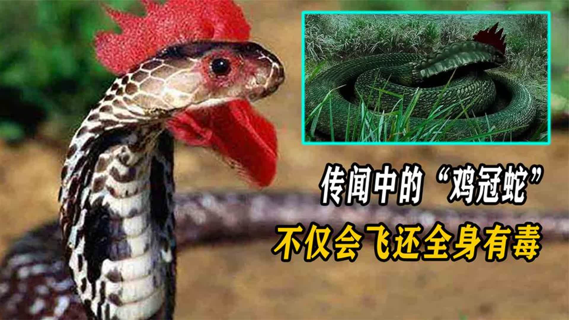 传闻中的"鸡冠蛇",不仅会飞还全身有毒,毒性甚至碾压眼镜蛇