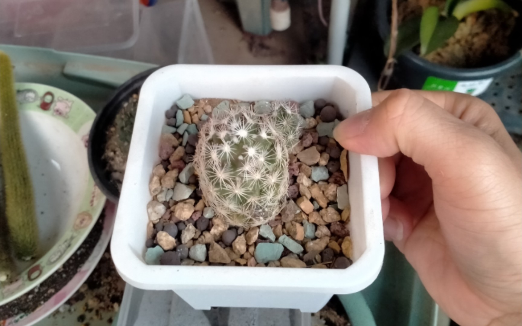 紫王子仙人球松球属夏型种,别名迷你马