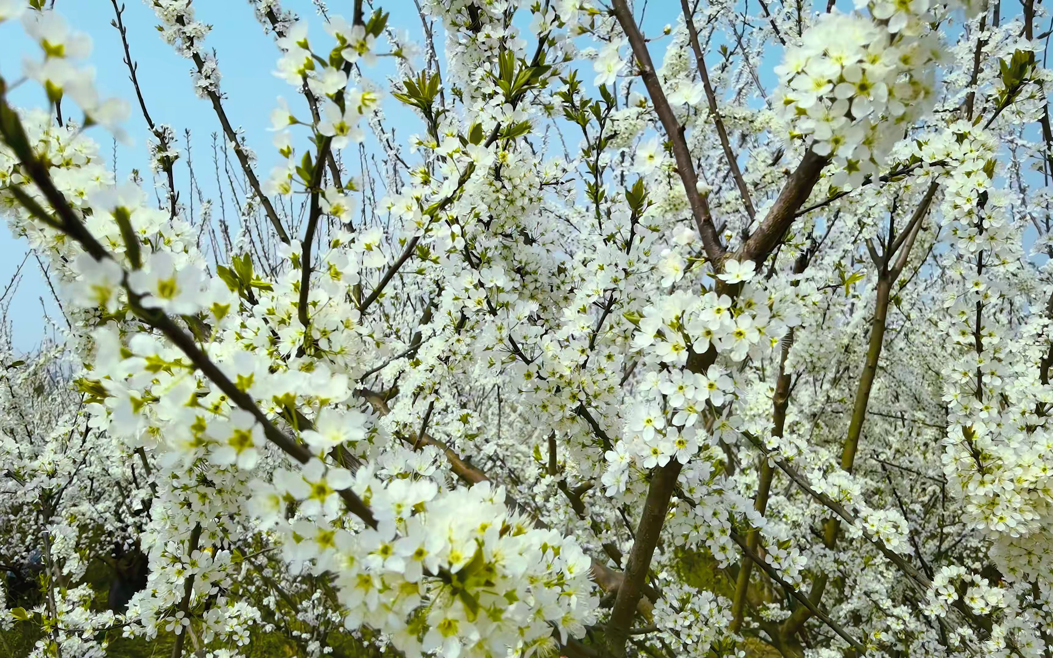 彭州葛仙山花园沟李花怒放!