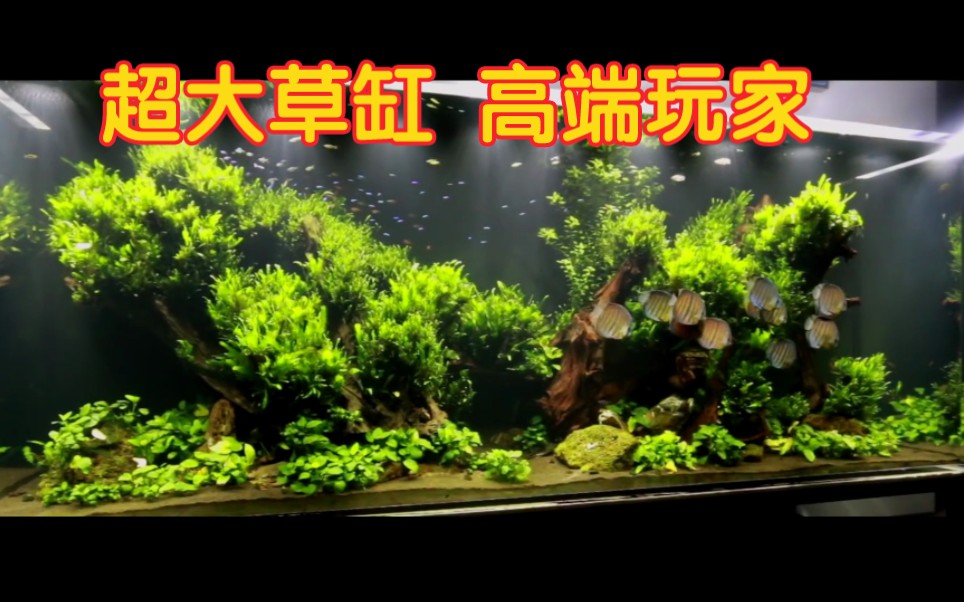 超大草缸,静静欣赏!草缸造景;经典草缸;水草造景;草缸;超美;ADA哔哩哔哩bilibili