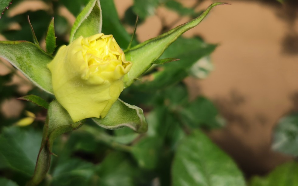 月季说之～水晶泡泡