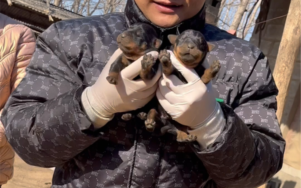 黑豹小时候你们见过吗?