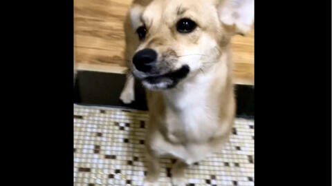 小朋友说 哎呀这个狗狗有眉毛哈哈哈哈哈哈哈 哔哩哔哩 小朋友说 哎呀这个狗狗有眉毛哈哈哈哈哈哈哈 哔哩哔哩