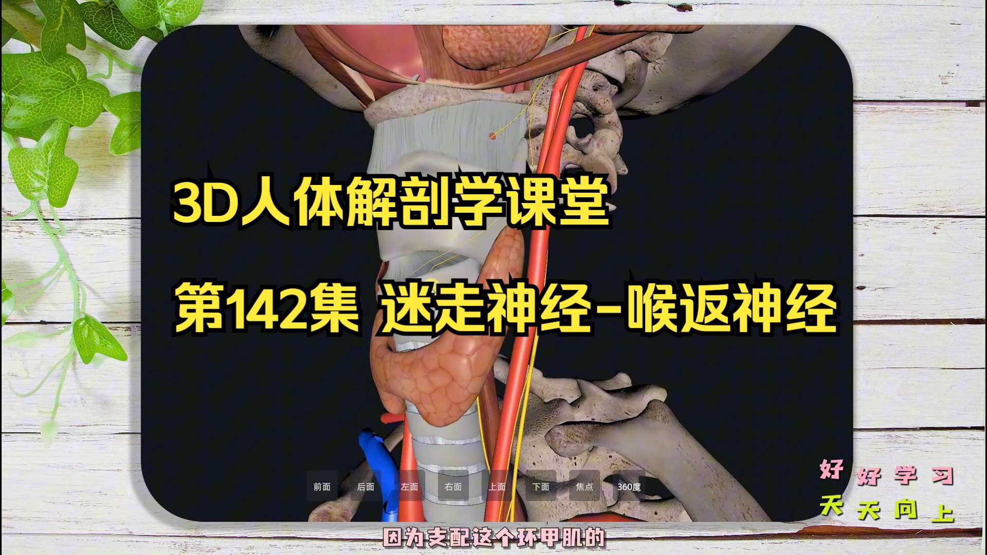 第142集 迷走神经喉返神经脑神经解剖 【温馨提示】260集完整课程请到作者主页【课堂】或评论区置顶贴进入完整课程!哔哩哔哩bilibili