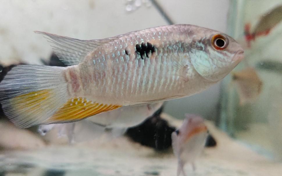 【南美丽鱼】黄翼悦丽鱼 laetacara fulvipinnis 黄尾玉麒麟