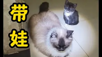 这年头布偶都要带娃流浪了吗？
