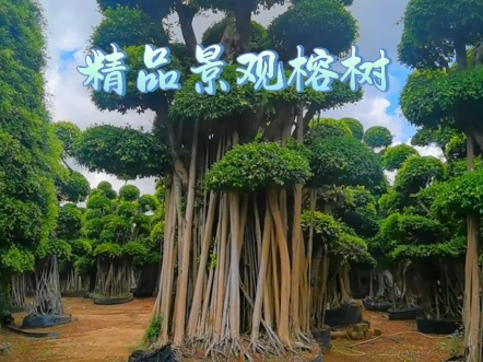 福建多层次造型小叶榕桩头,原叶景观榕树盆景