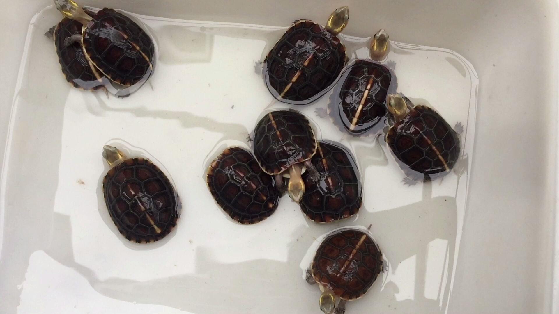 3.23#黄缘闭合龟 台缘龟苗