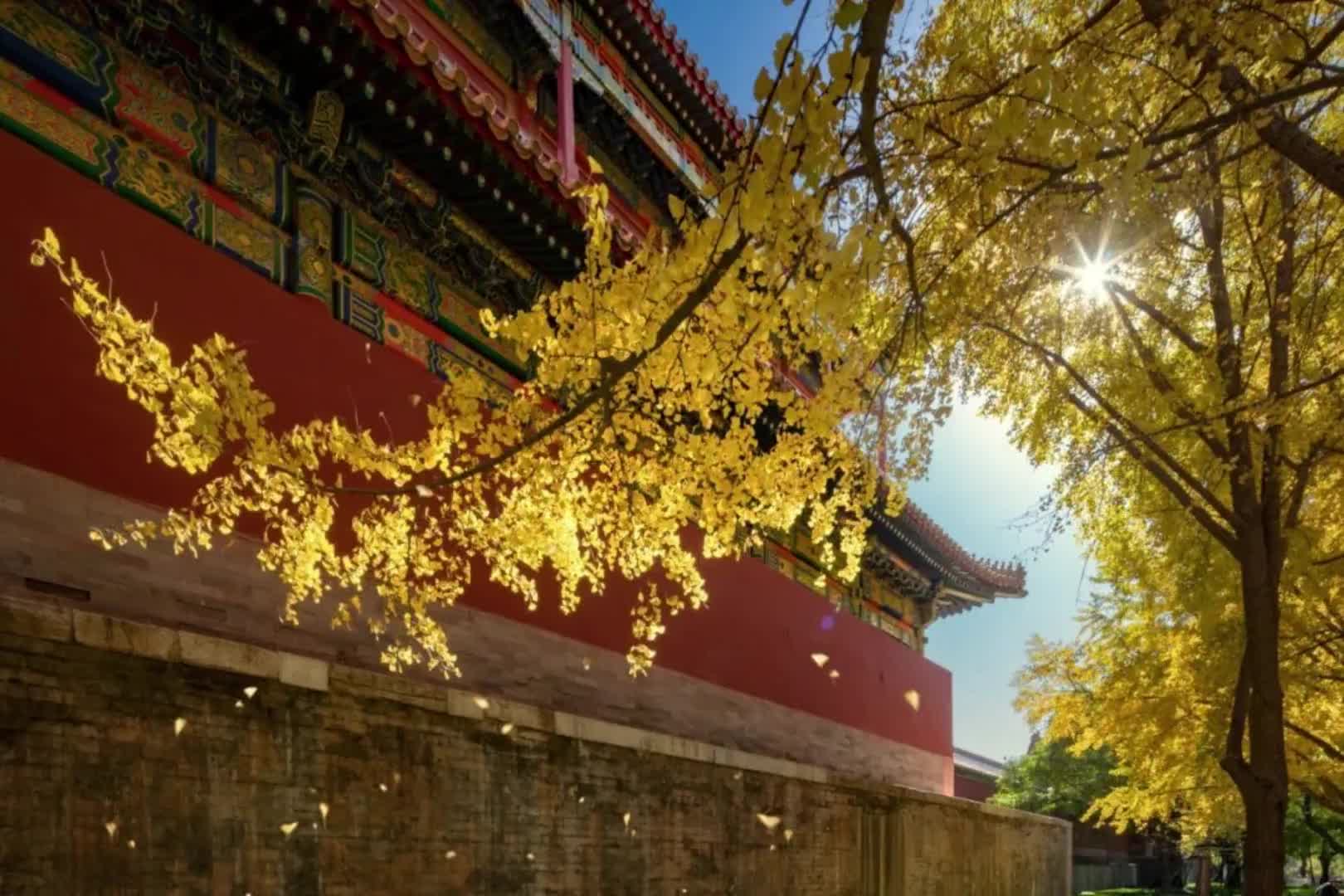 秋日的故宫 让不能外出旅游的人 领略故宫秋日的美