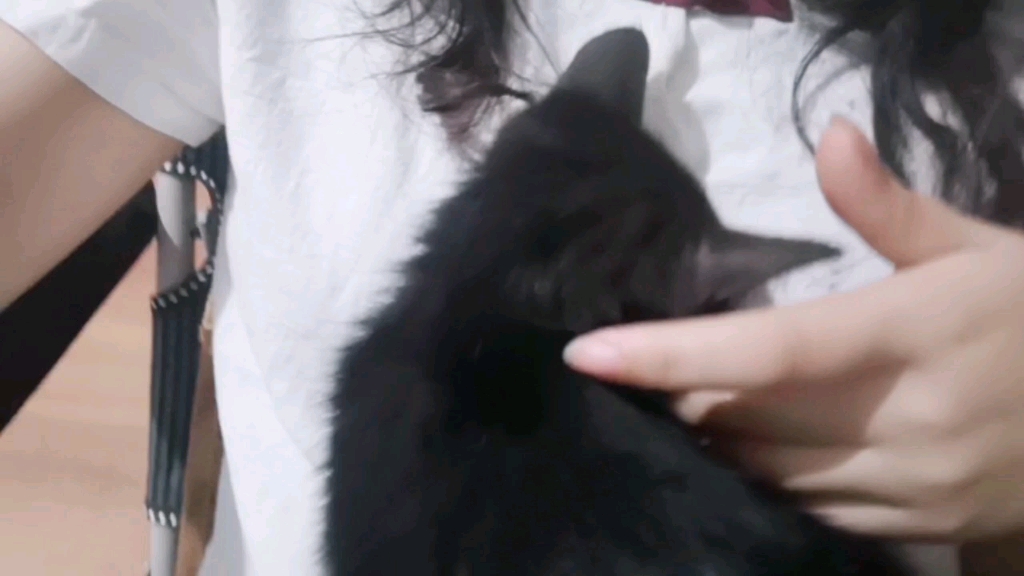 小猫依人哔哩哔哩bilibili