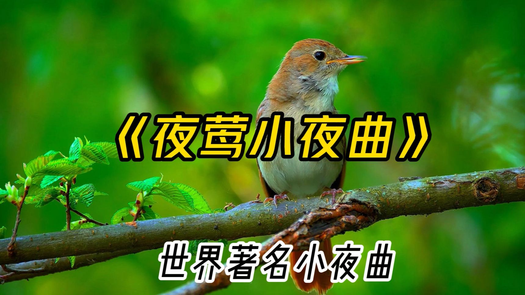 经典世界名曲《夜莺小夜曲》,舒缓轻柔,委婉缠绵哔哩哔哩bilibili