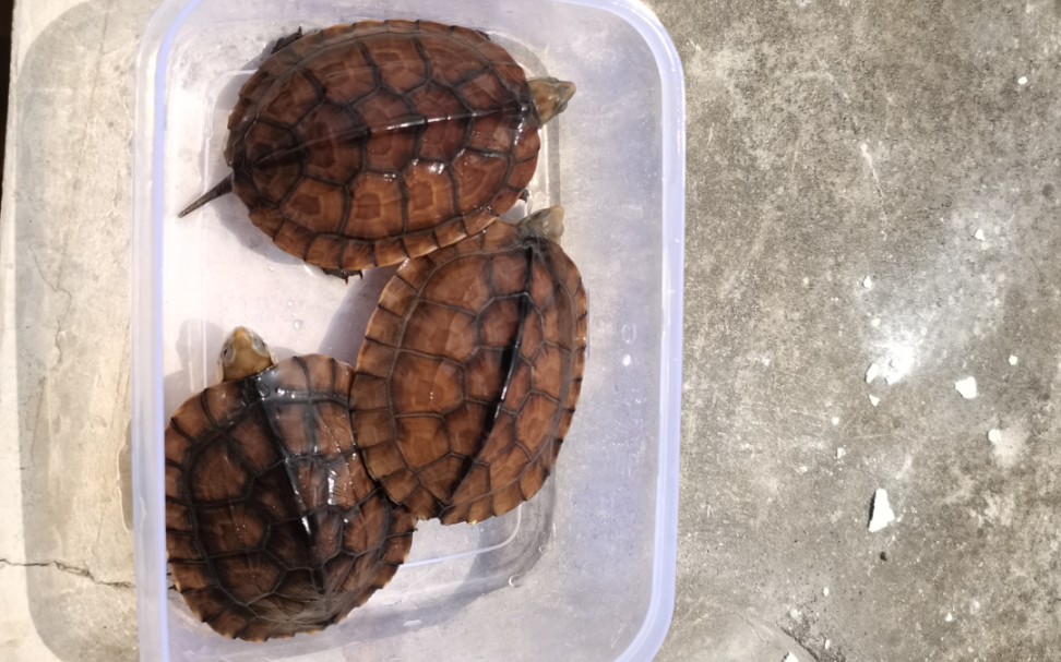 入手了一批石头龟