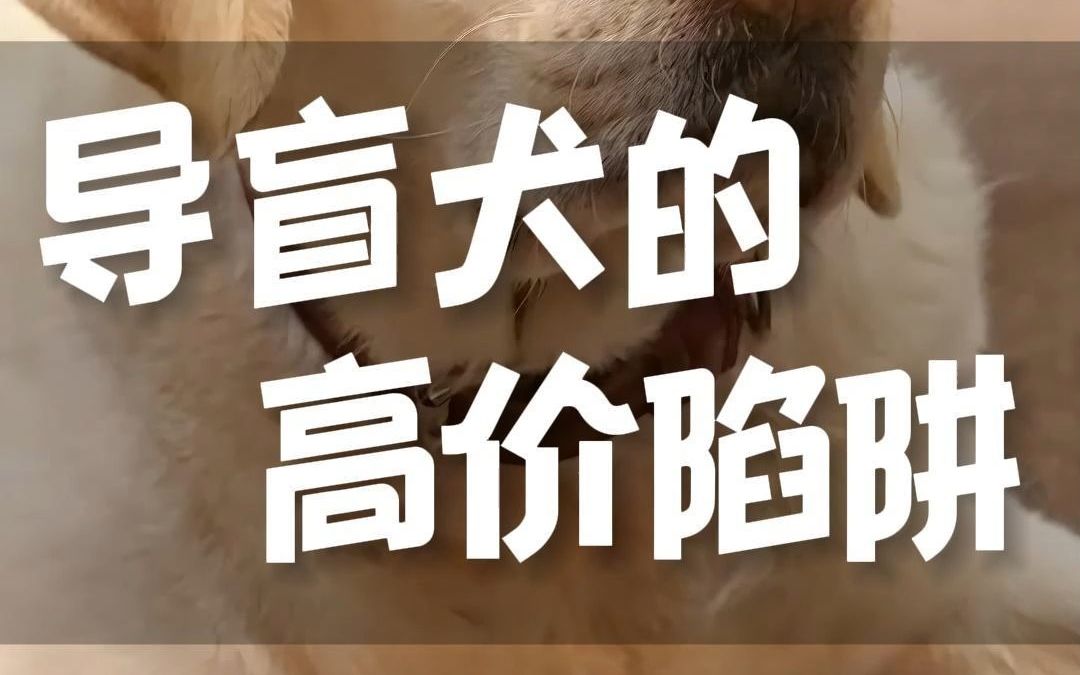 导盲犬的高价陷阱哔哩哔哩bilibili