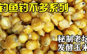 Download Video: 自制老坛发酵玉米全过程【上】