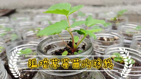 植物组织培养 草莓组培苗的移栽 4k 完整版 哔哩哔哩