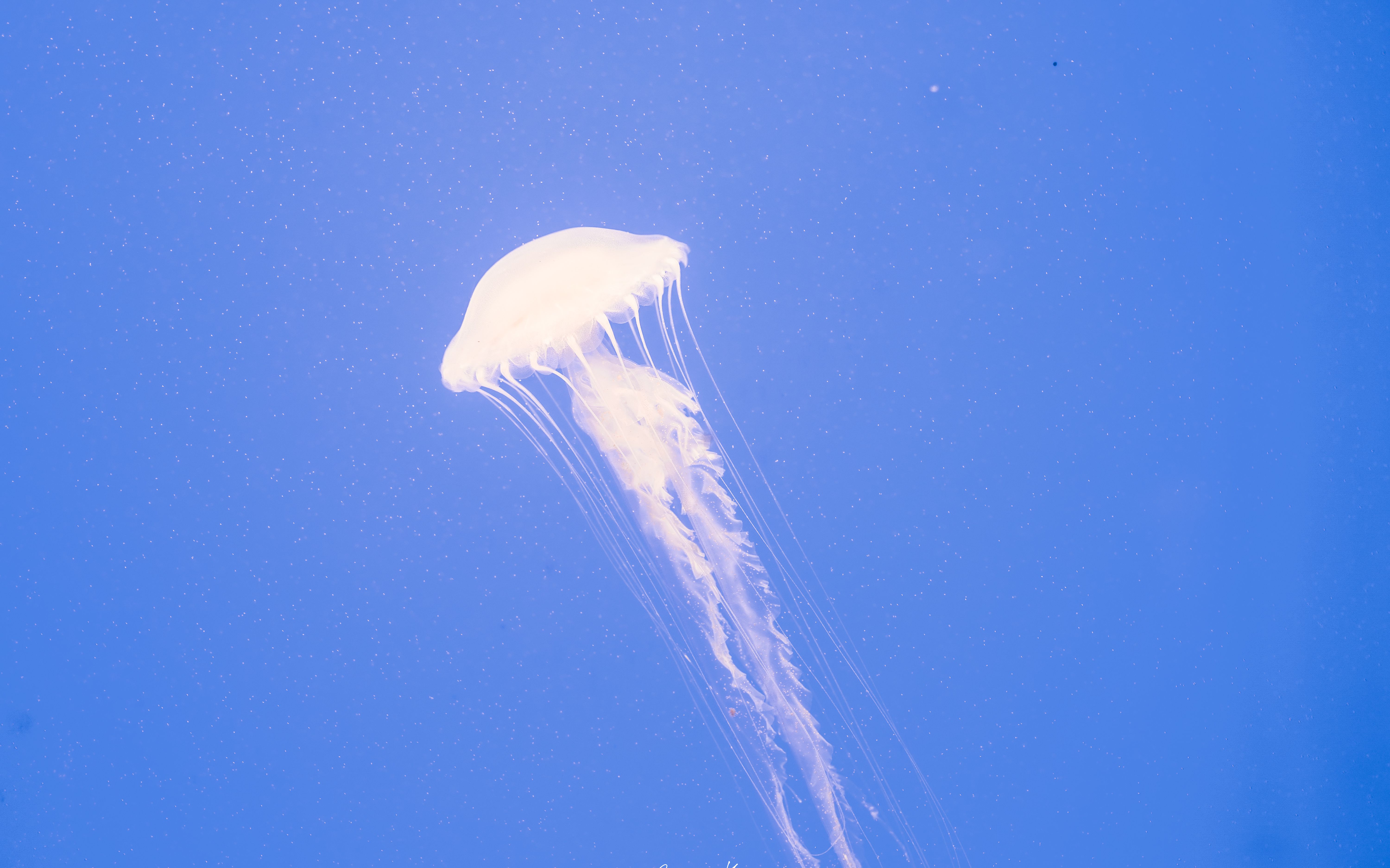 【阿玫】银河系漫游·大西洋海刺水母 绝美蓝色治愈时刻