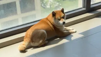 金灿灿的宝宝这么热的天都要晒太阳