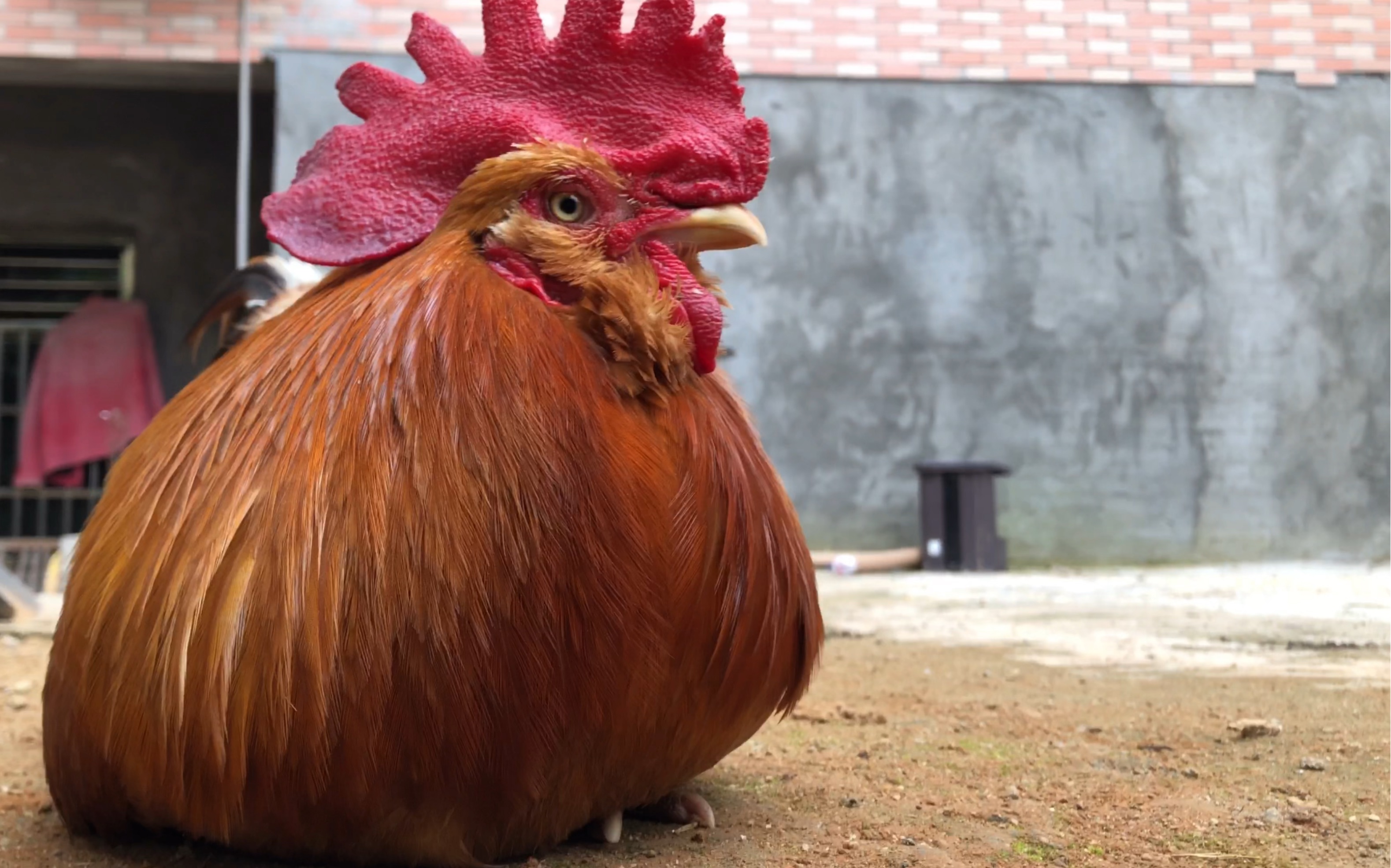 公鸡:谁是小短腿呢?