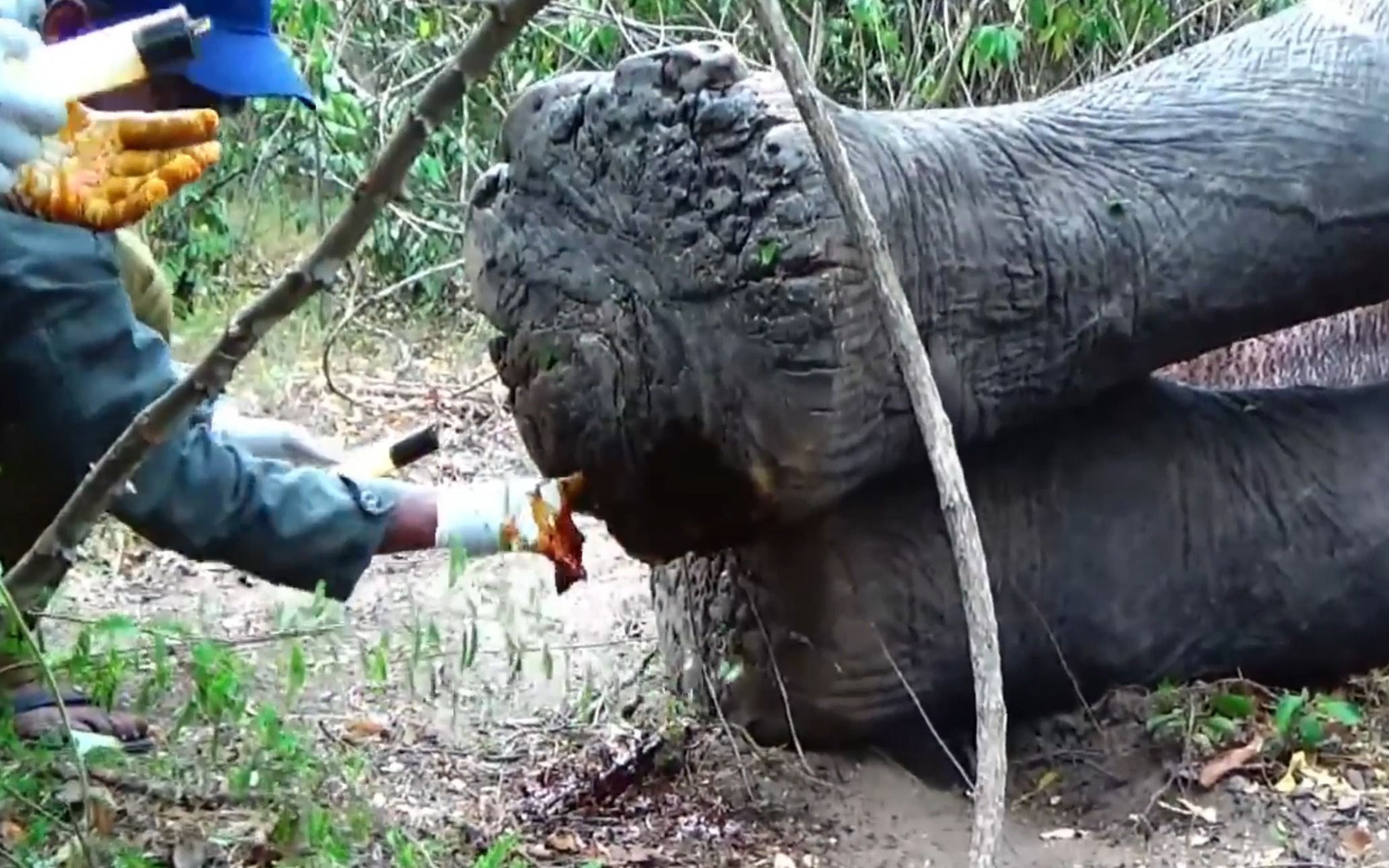 《动物救助》帮助野生大象治疗象蹄.