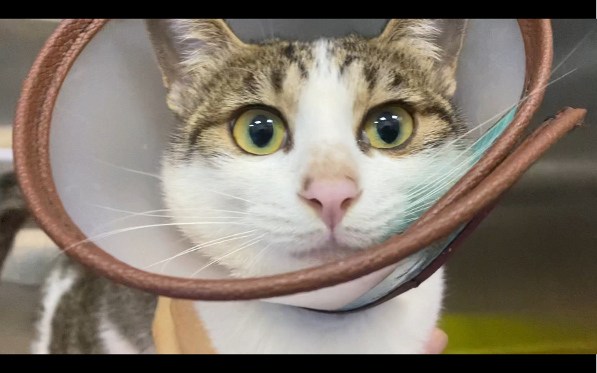 呆萌流浪猫小宝惨遭人为伤害住宠物医院 不知谁人为在他肚仔肚开了一