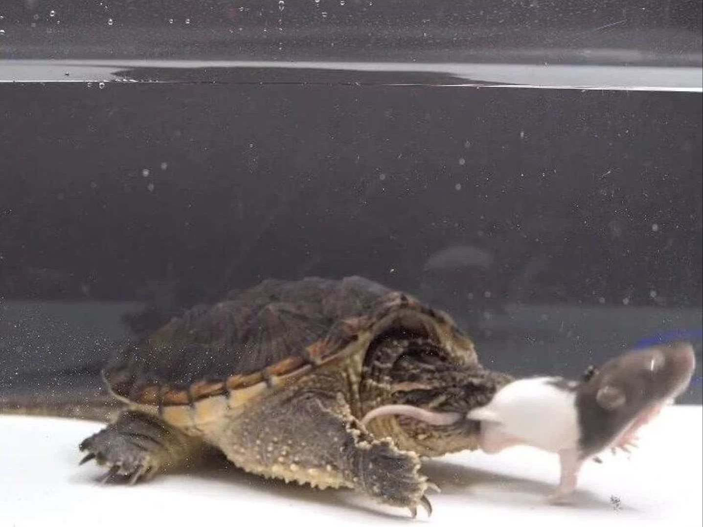 鳄龟狂吃一只老鼠,这也太凶残了吧!