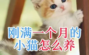 Download Video: 刚满一个月的小猫怎么养