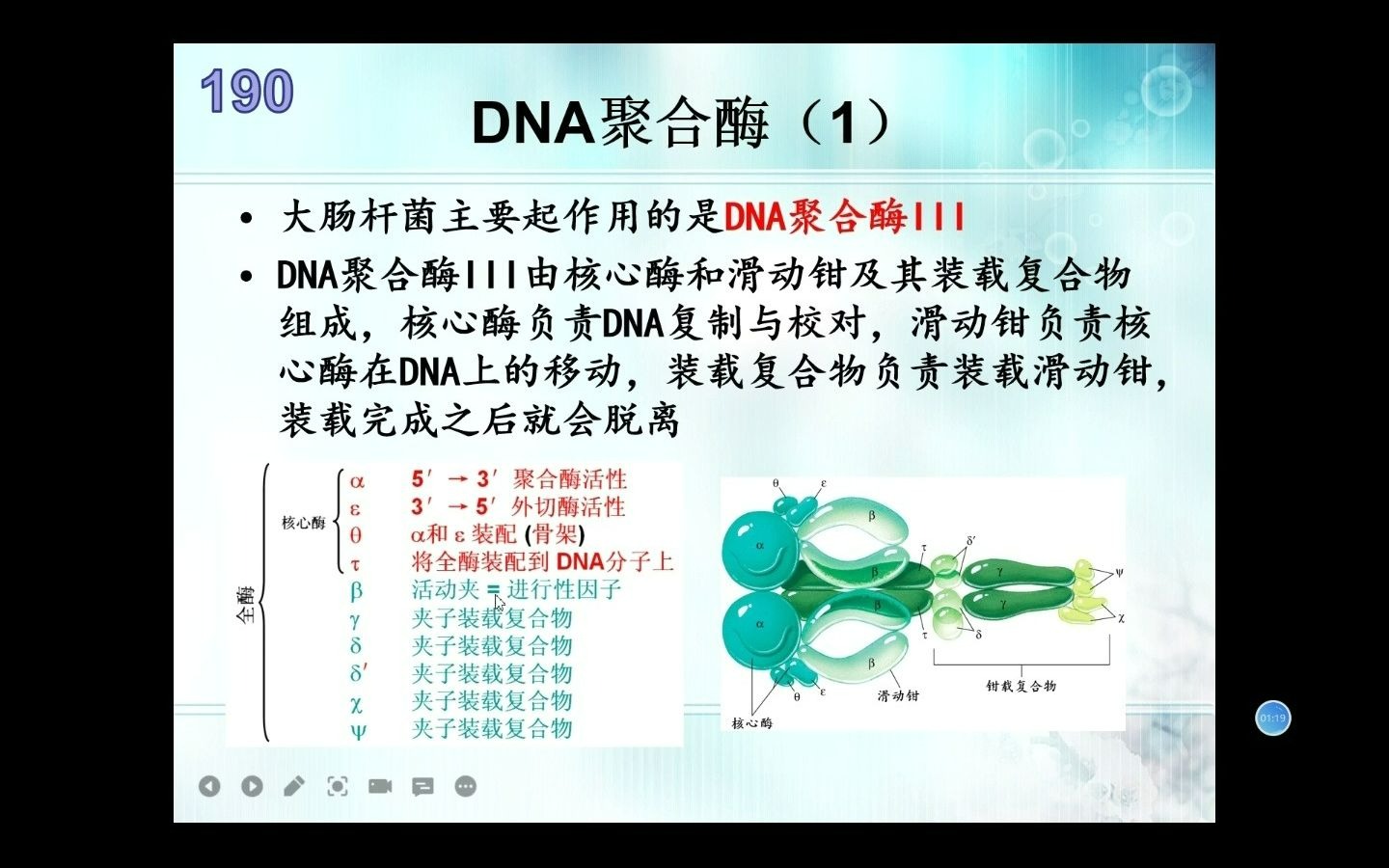 生物竞赛难点11分子生物学DNA聚合酶哔哩哔哩bilibili