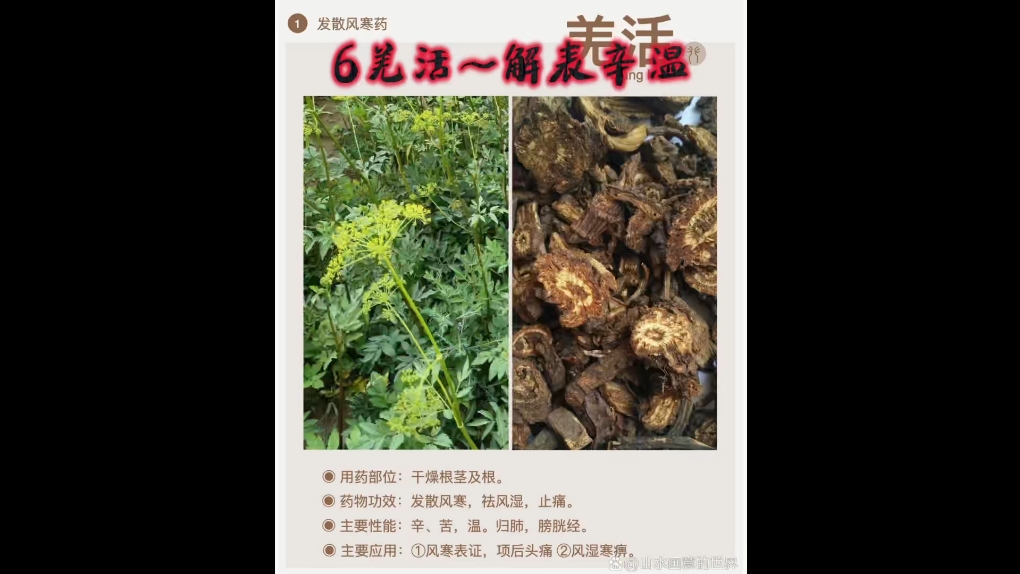 羌活胜湿胶囊说明书图片