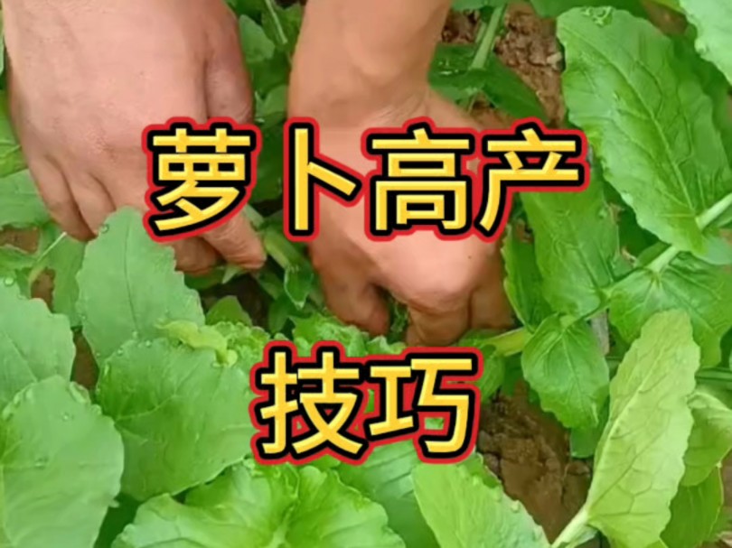 萝卜高产技巧哔哩哔哩bilibili