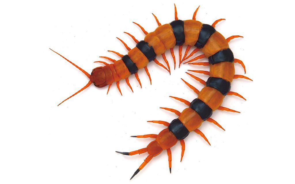 印度瑰宝蜈蚣喂食