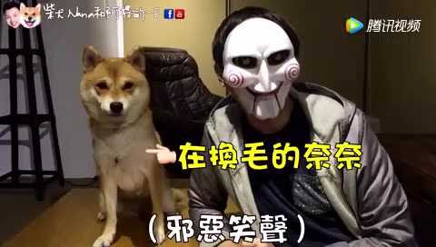 柴犬Nana:阿楞戴面具想看奈奈的反应 却得到意外的惊喜!哔哩哔哩bilibili