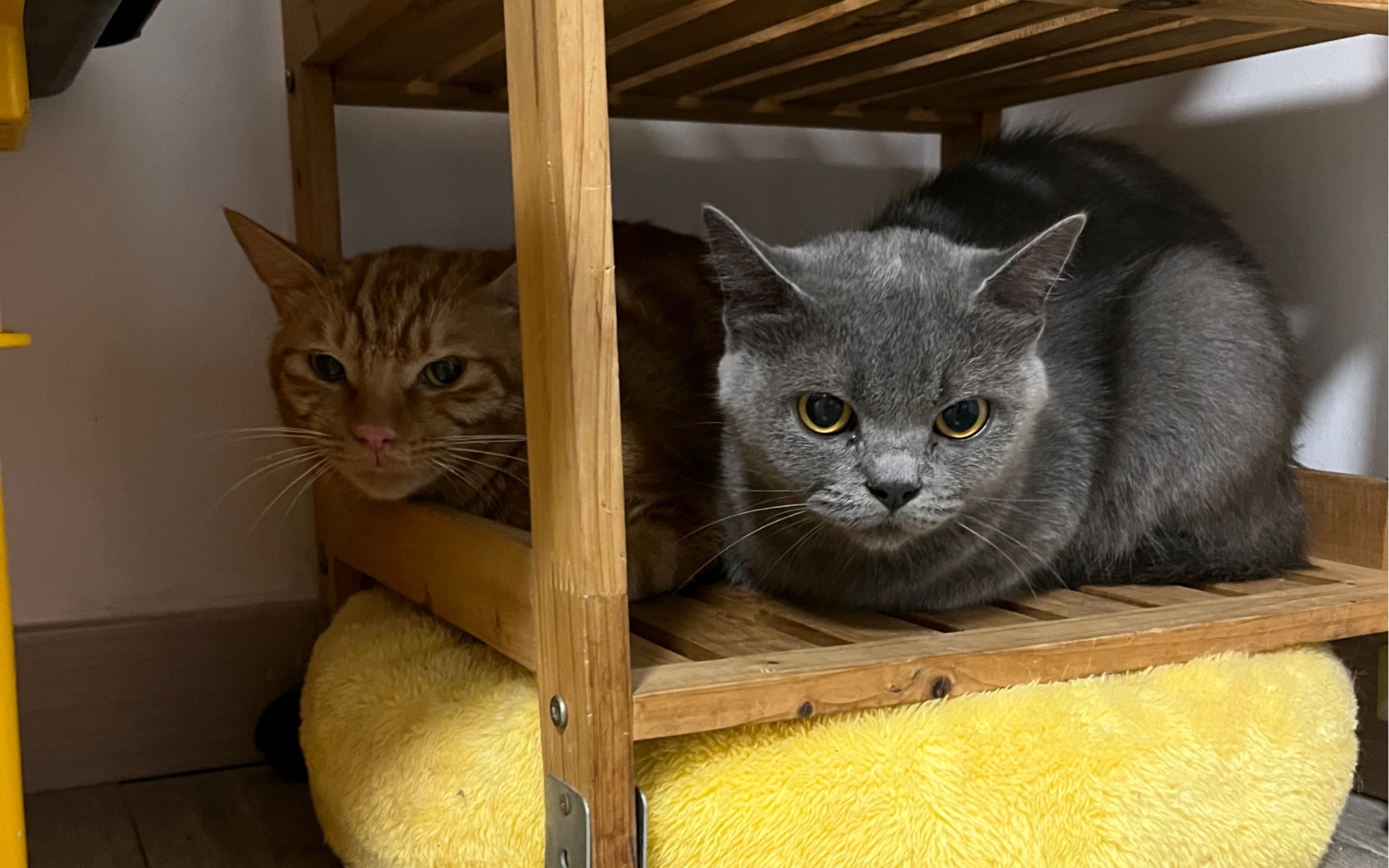 这哈巴儿在干嘛呢